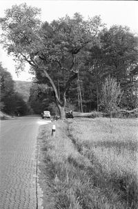 08 Besch&auml;digte Zigeunereiche an der Landstra&szlig;e nach Lorsbach 10.05.1954 Stadtarchiv Hofheim (Sammlung Karl Jakobi)